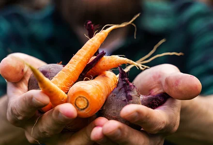 Färbende Lebensmittel in Bioqualität 