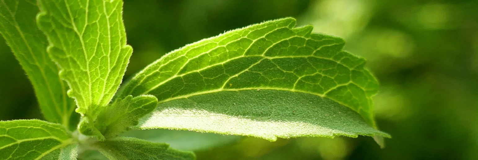 Steviol glycosides from Stevia – Sweet and Calorie Free 