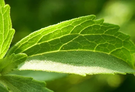 Steviol glycosides from Stevia – Sweet and Calorie Free 