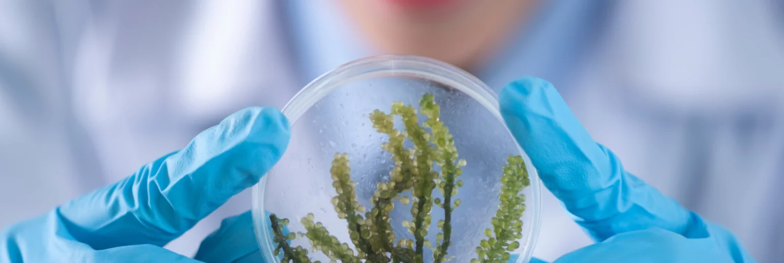 Lab-Grown Raw Materials – Biotechnology in Personal Care 