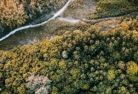 Die Effekte der «Regulation on Deforestation-free products (EUDR)» 