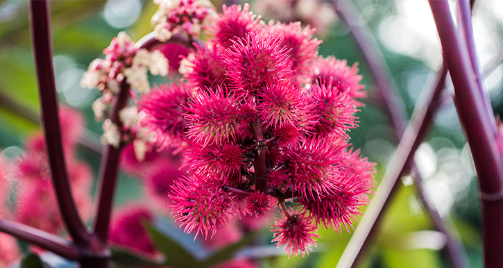 Rizinusöle erhältlich bei IMPAG AG