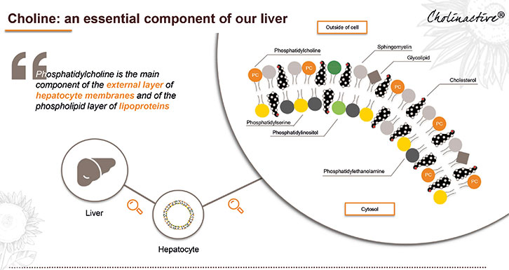 [Translate to French:] Choline essential component of our liver